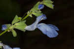 Azure blue sage